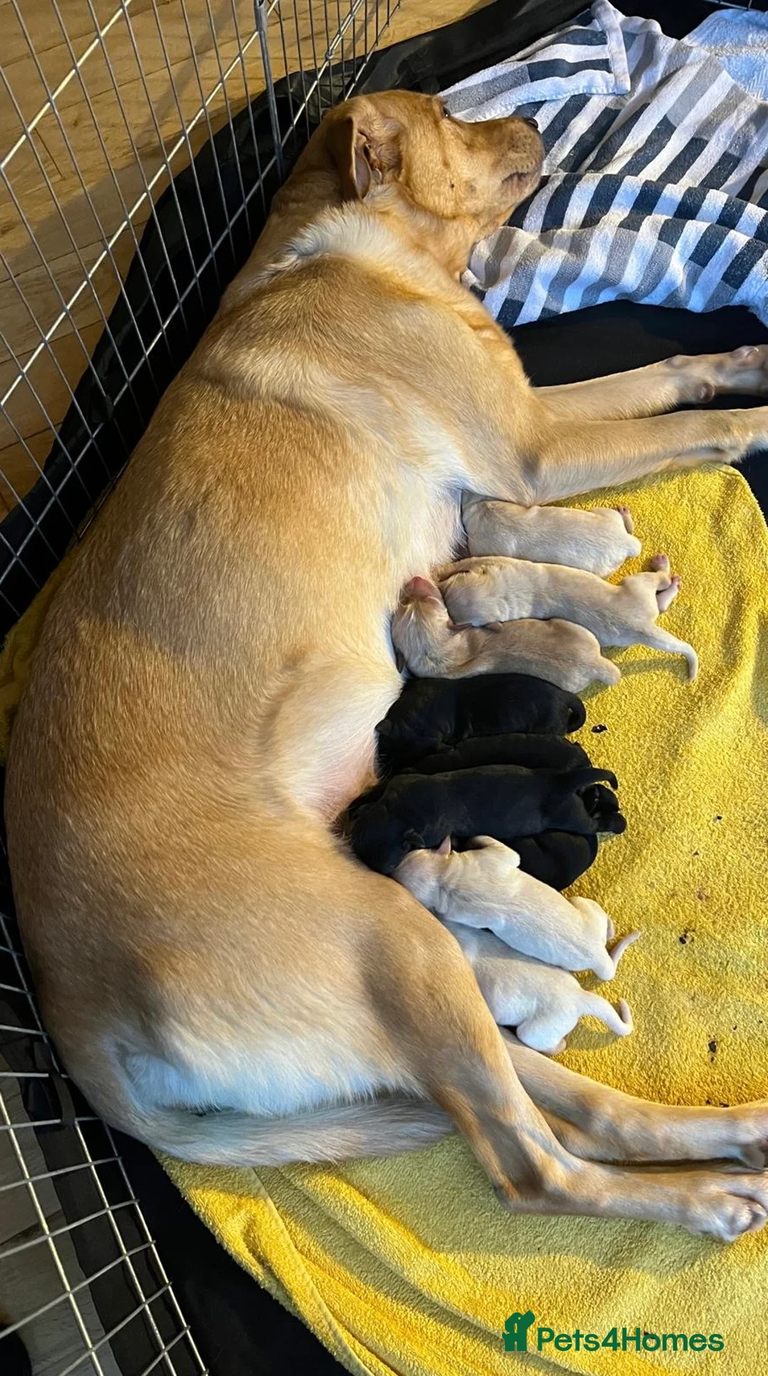 Labrador Retriever dogs for sale: Stunning lab puppies  - Advert 2
