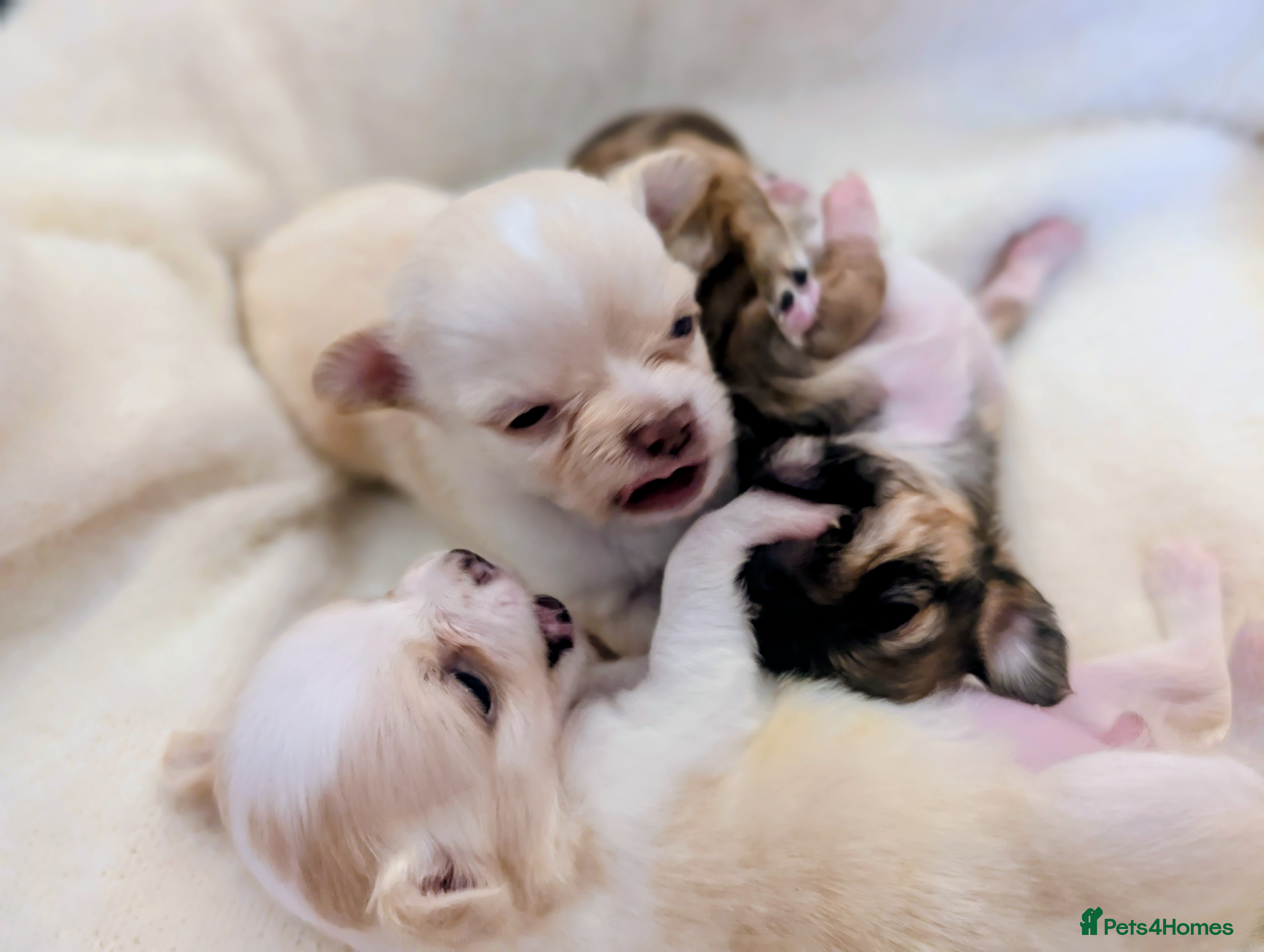 Chihuahua dogs  3 ABSOLUTELY GORGEOUS CHIHUAHUA PUPPIES FOR SALE - Advert 5