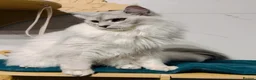 Maine Coon cats for sale: Lovey GCCF Reg Maine Coon Kittens  in Kelty - Advert 2