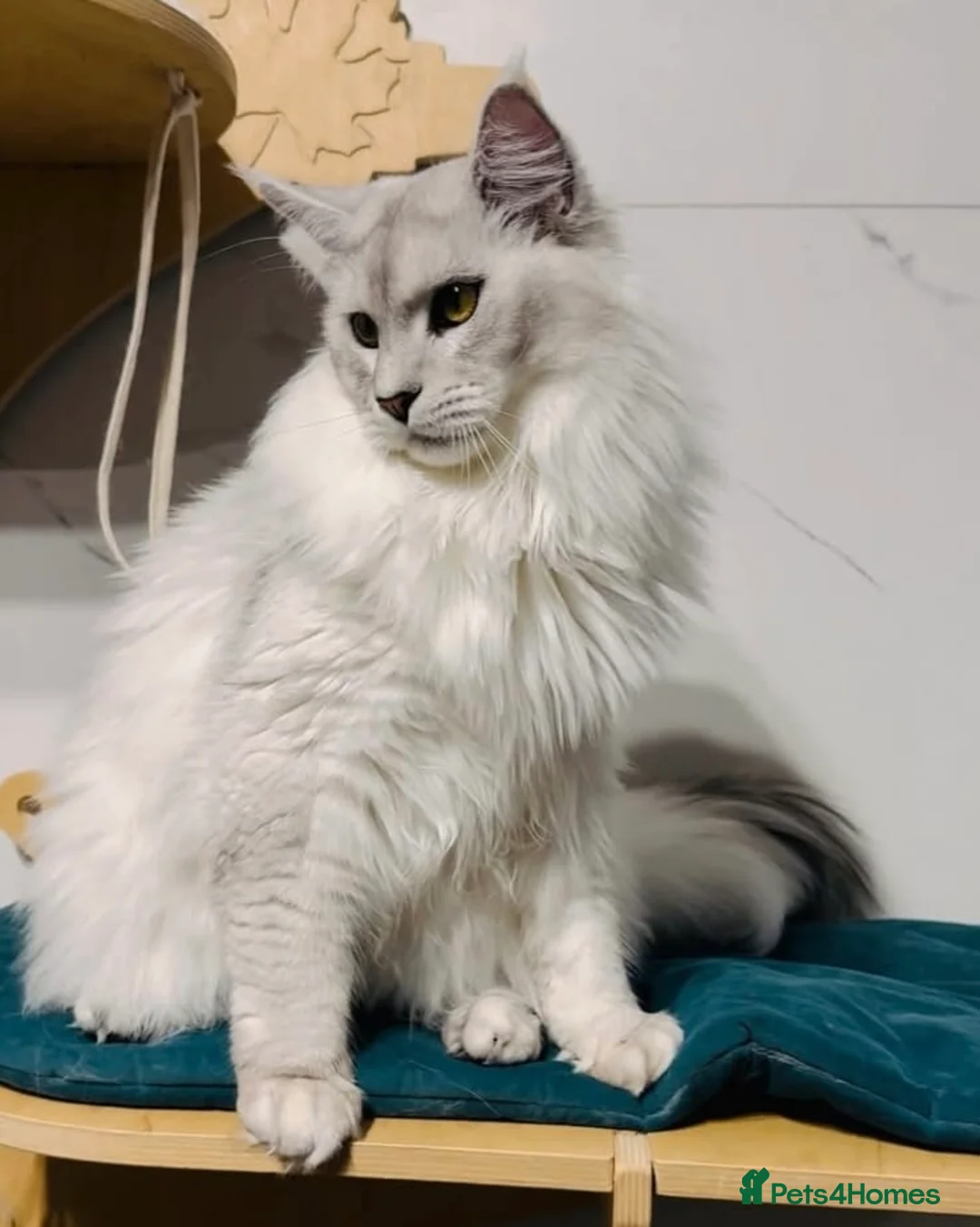Maine Coon cats for sale: Lovey GCCF Reg Maine Coon Kittens  in Kelty - Advert 2