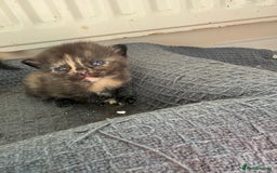 Domestic Shorthair cats for sale: 3 fluffy boys  - Image 1