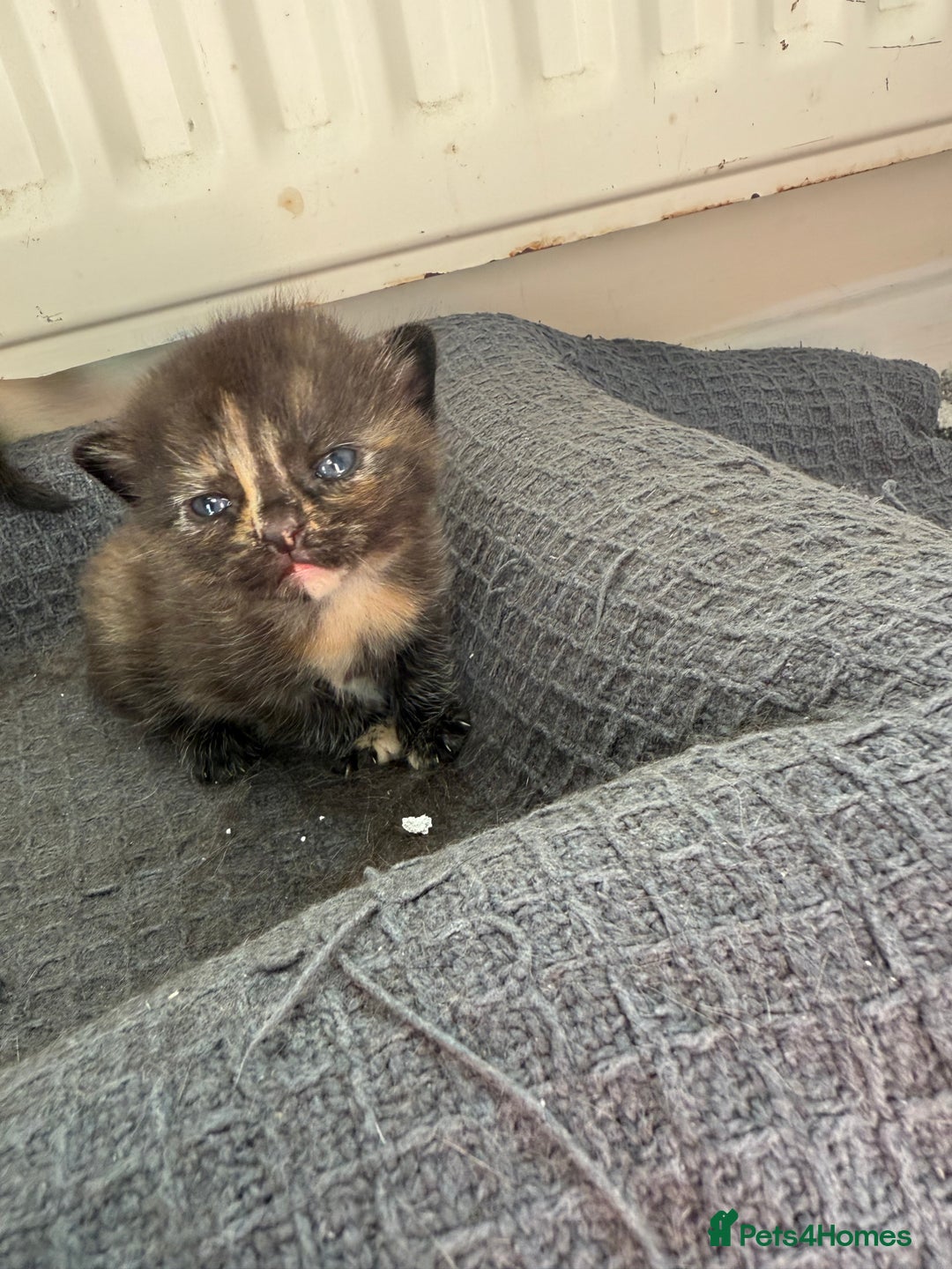 Domestic Shorthair cats for sale: 3 fluffy boys  - Image 1