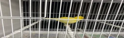 Canaries birds for sale: Fife canaries for sale in Crawley - Advert 4