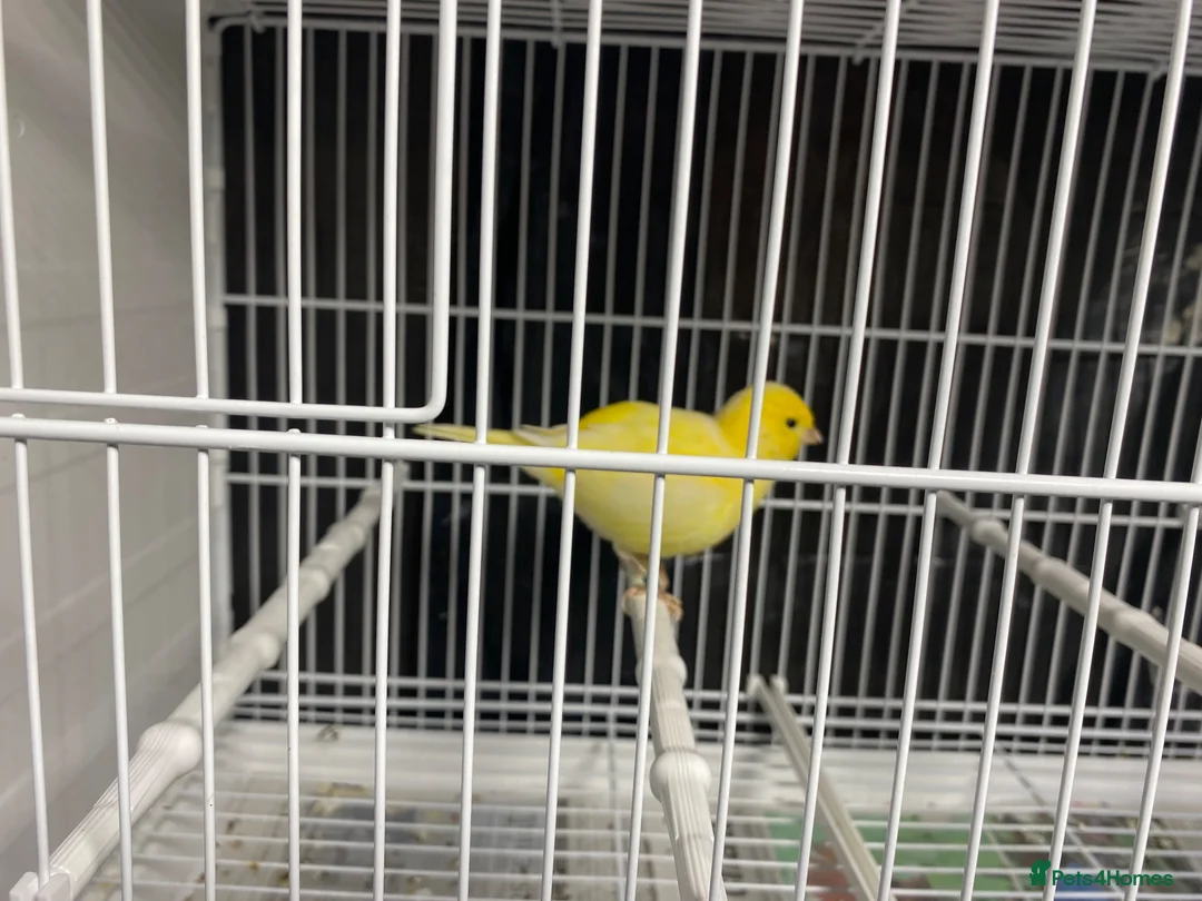 Canaries birds for sale: Fife canaries for sale in Crawley - Advert 4