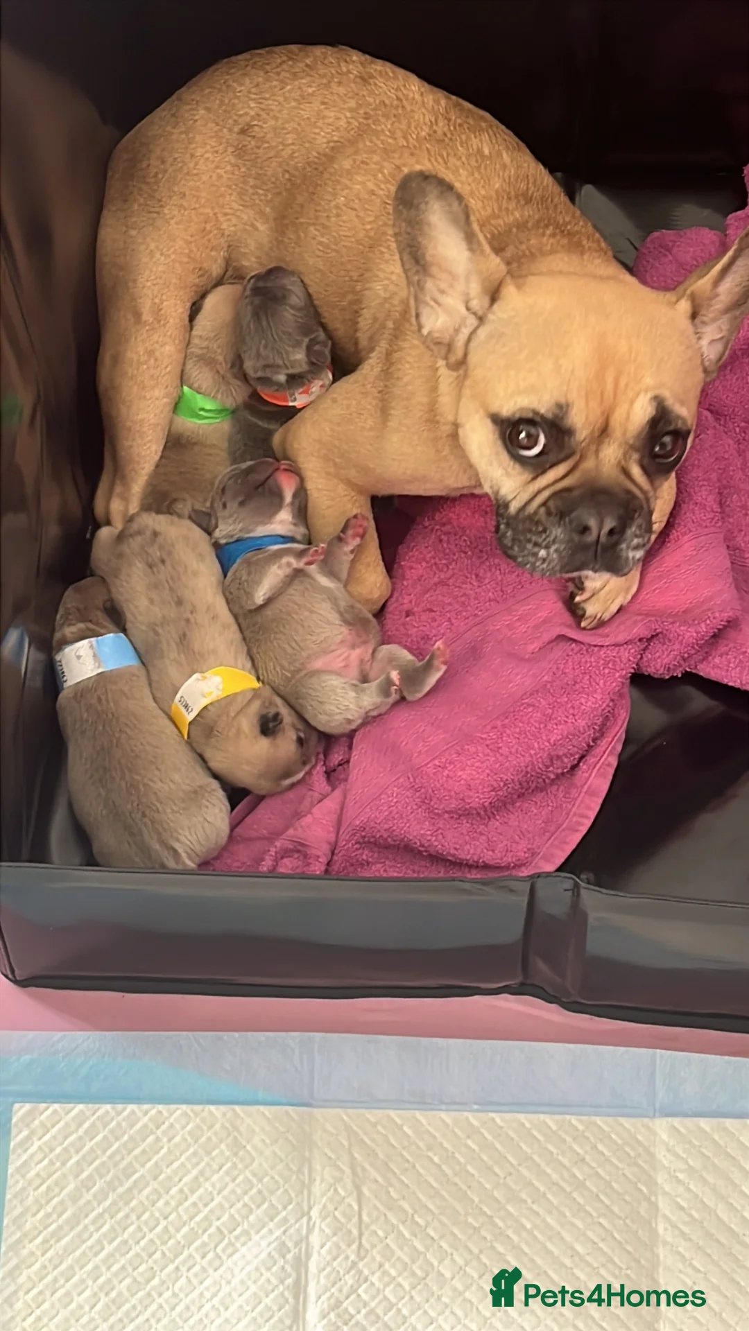 French Bulldog dogs for sale: 4 male French bulldogs  - Advert 2