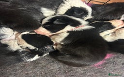 Mixed Breed dogs for sale: Border collie cross/bearded collie puppies  - Image 3