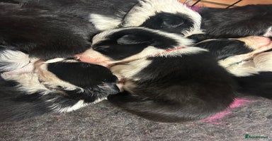 Mixed Breed dogs - Advert 5