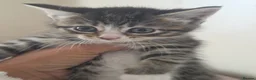 Mixed Breed cats for sale: Mixed breed cats  in Dover - Advert 7