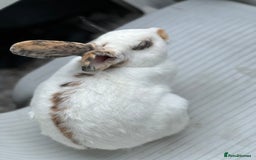 English Spot rabbits for sale: FREE to a good home - Image 4