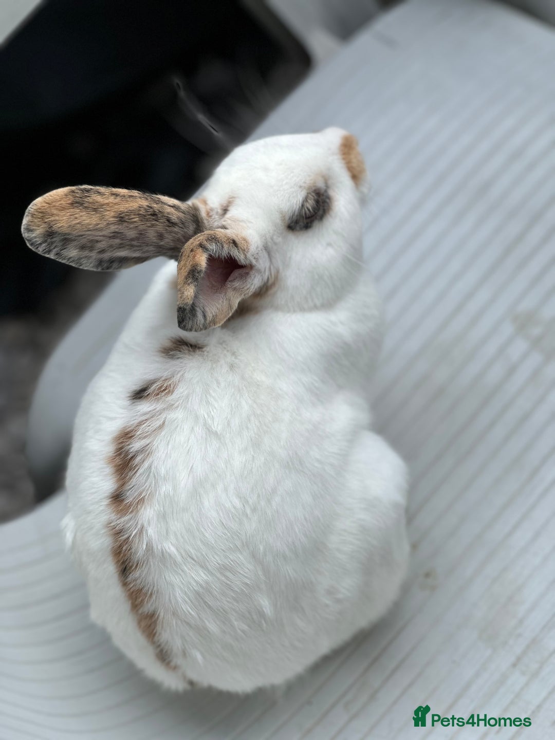 English Spot rabbits for sale: FREE to a good home - Image 4