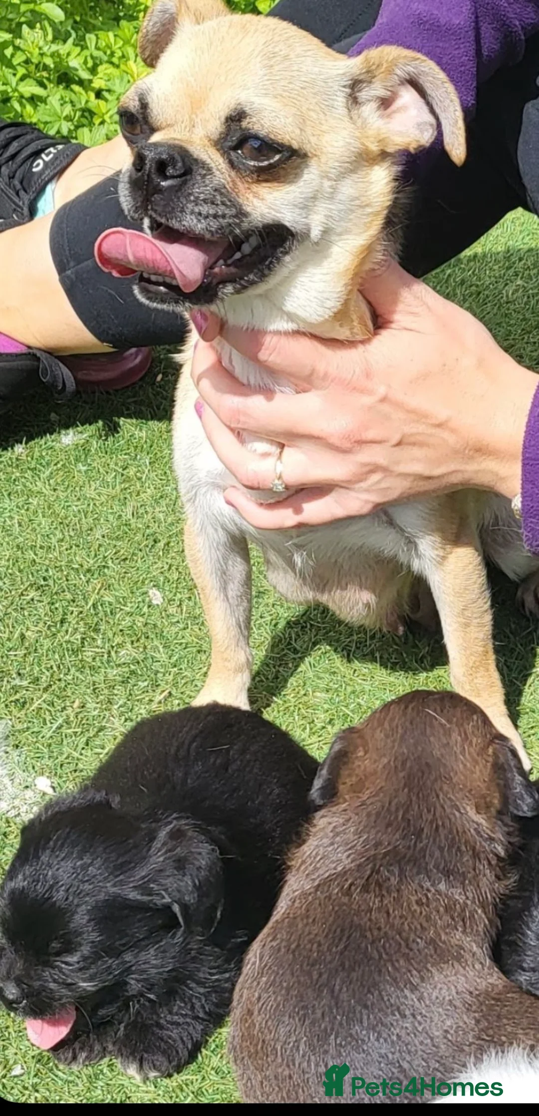 Pugapoo dogs for sale: Puggle puppies  - Advert 1