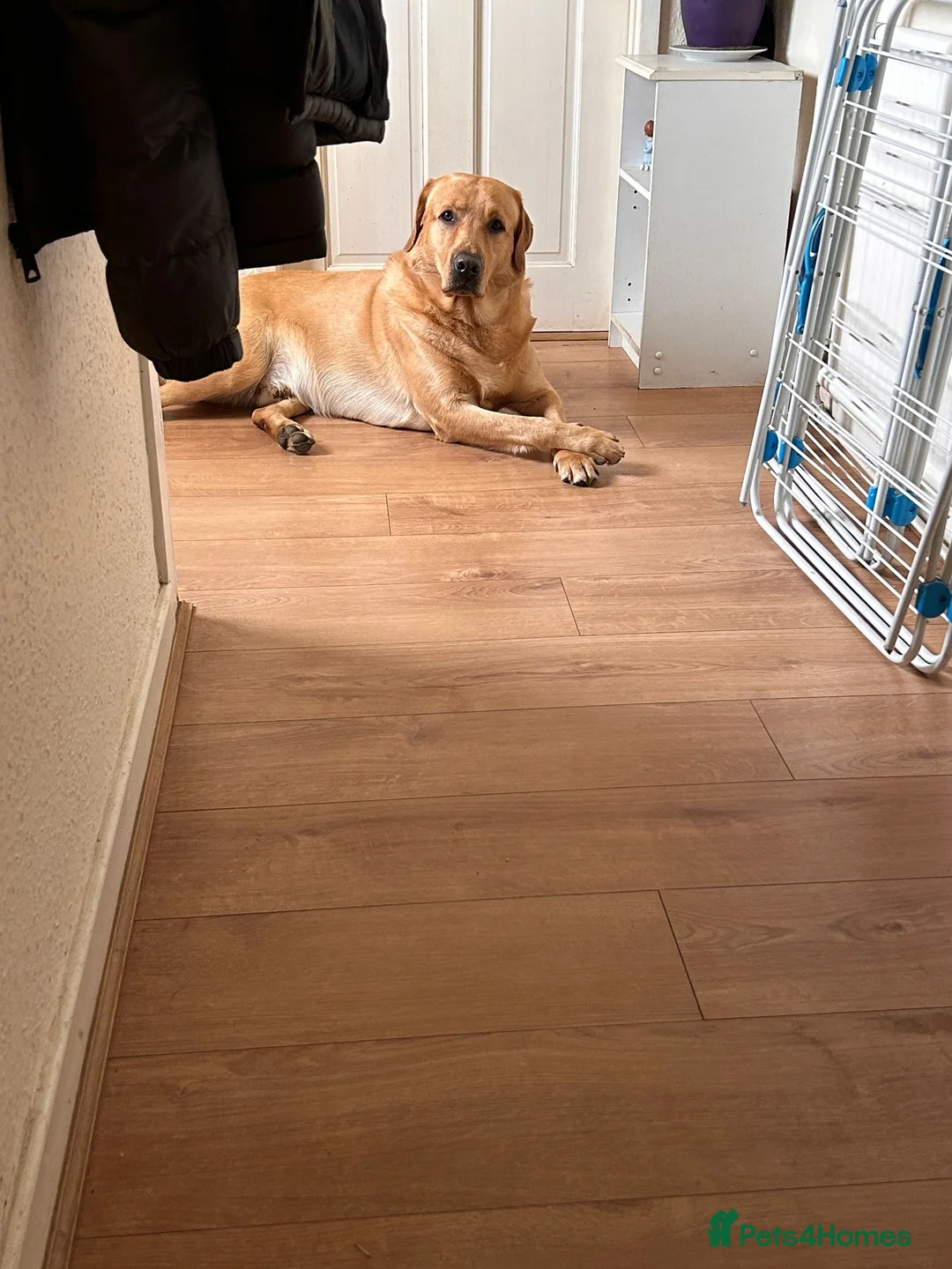 Labrador Retriever dogs for sale: Beautiful Rio…waiting for a new home - Advert 5