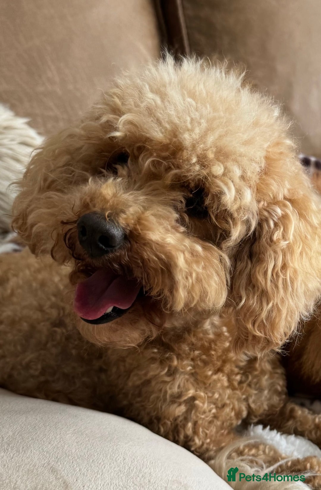 Toy Poodle dogs for sale: 5 🌟 Toy Poodle from Kc Pedigree Parents.  - Advert 3