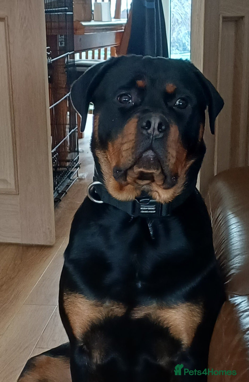 Rottweiler dogs Female Rottweiler  - Advert 1