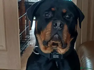 Rottweiler dogs Female Rottweiler - Advert 2