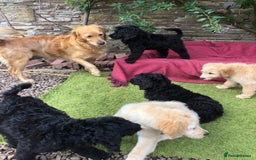 Goldendoodle dogs for sale: Golden Doodle Pups ready for their forever homes - Image 7