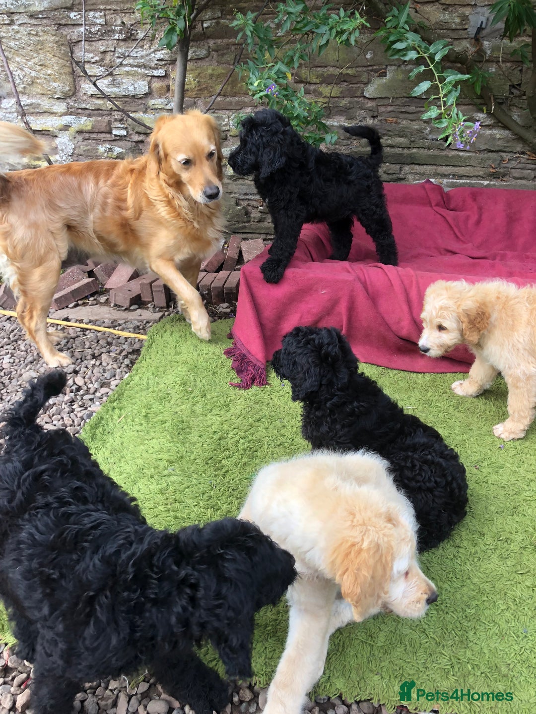 Goldendoodle dogs for sale: Golden Doodle Pups ready for their forever homes - Image 7