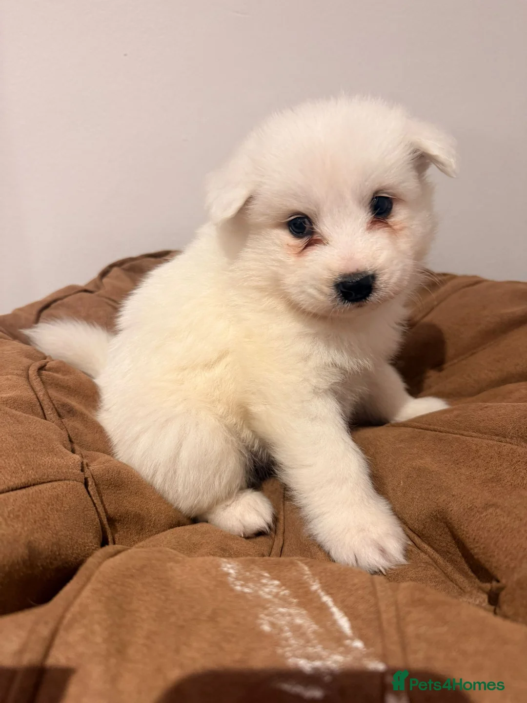 Samoyed dogs for sale: Samoyed Puppies for Sale - Advert 6