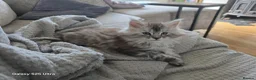 Maine Coon cats for sale: Stunning pure maine coons 1 boy and 1 girl left  - Advert 23