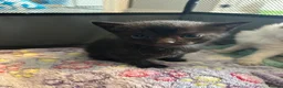 Mixed Breed cats for sale: 2 gorgeous black boys - Advert 9