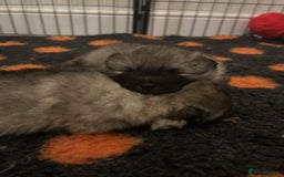 Keeshond dogs for sale: Keeshonds Two Beautiful Males  - Image 8