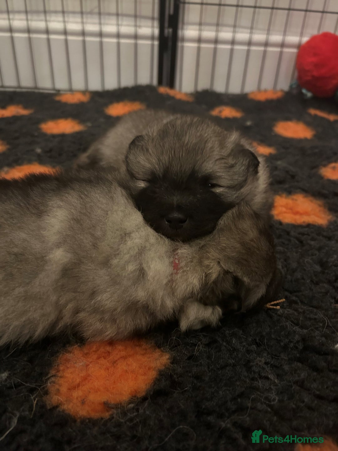 Keeshond dogs for sale: Keeshonds Two Beautiful Males  - Image 8