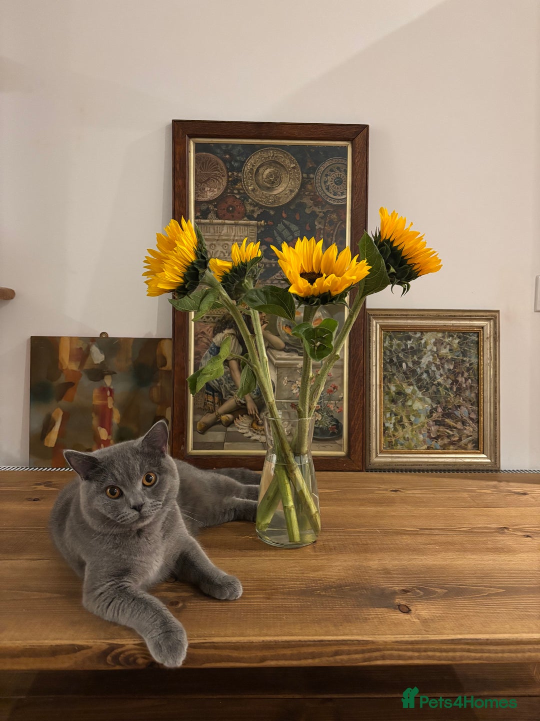 British Shorthair cats for sale: Beautiful Chunky British Shorthair Kittens Pure - Image 16