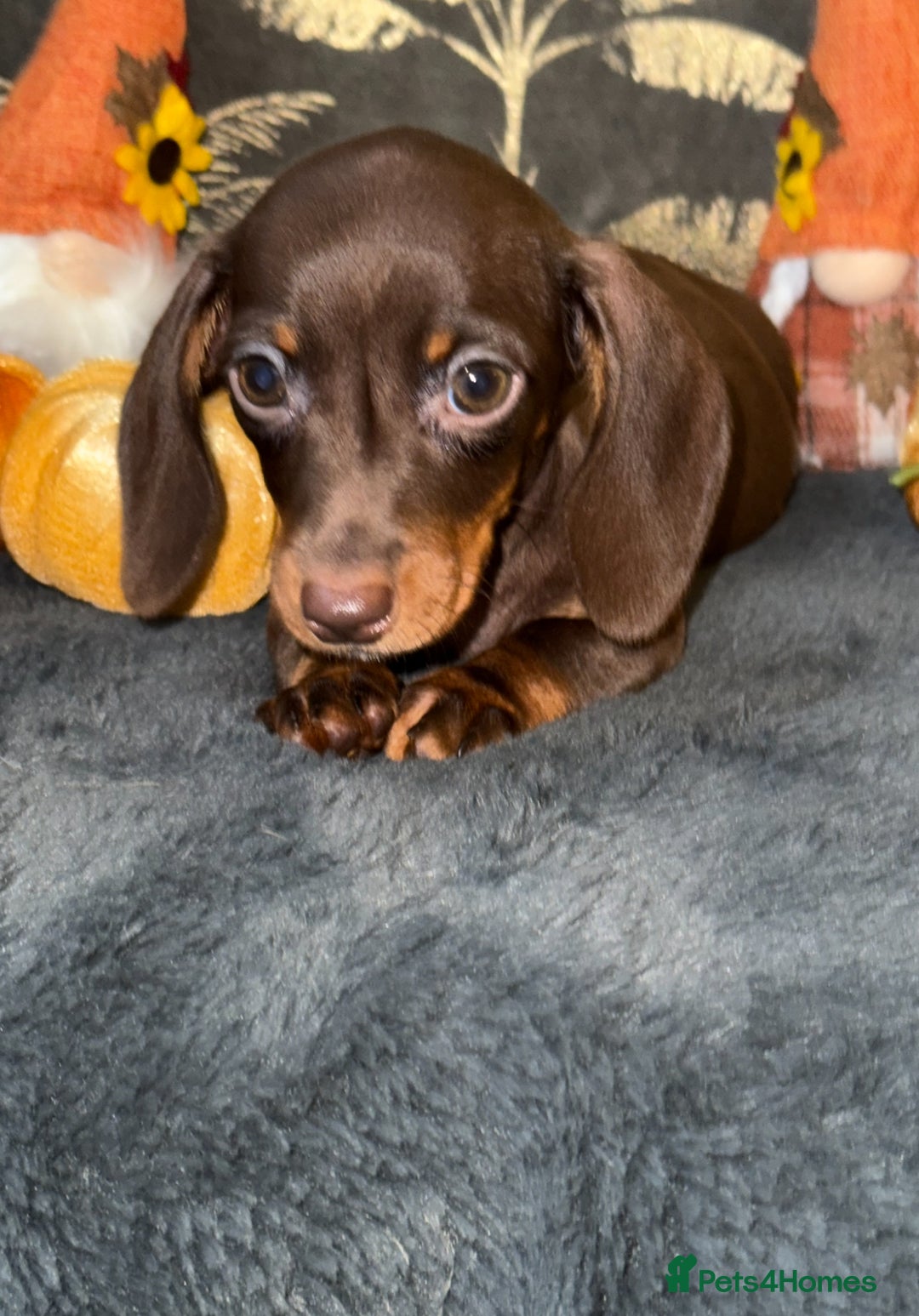 Miniature Dachshund dogs for sale: 🩷💙Stunning KC Mini Dachshund Puppies💙 - Image 6