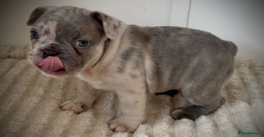 French Bulldog dogs - Advert 4