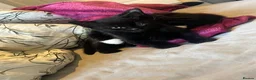 British Shorthair cats for sale: 4 kittens looking for forever homes in Blyth - Advert 14