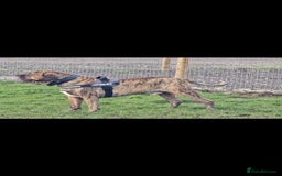 Presa Canario dogs for stud: Presa canario Stud - Image 6