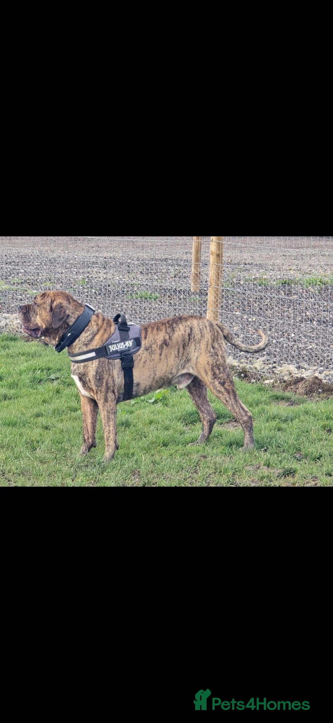 Presa Canario dogs for stud: Presa canario Stud - Image 6