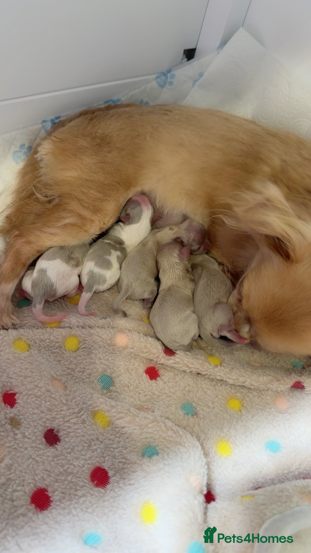 Chihuahua dogs Long haired chihuahuas  - Advert 9