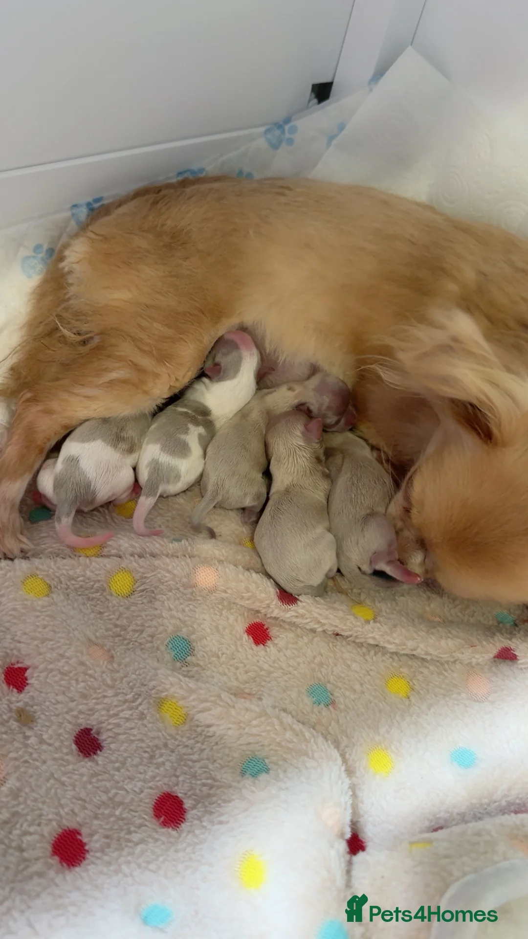 Chihuahua dogs for sale: Long haired chihuahuas  - Advert 1