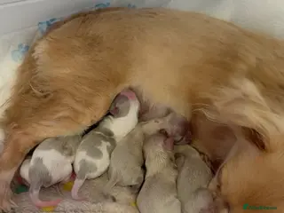 Chihuahua dogs Long haired chihuahuas - Advert 9