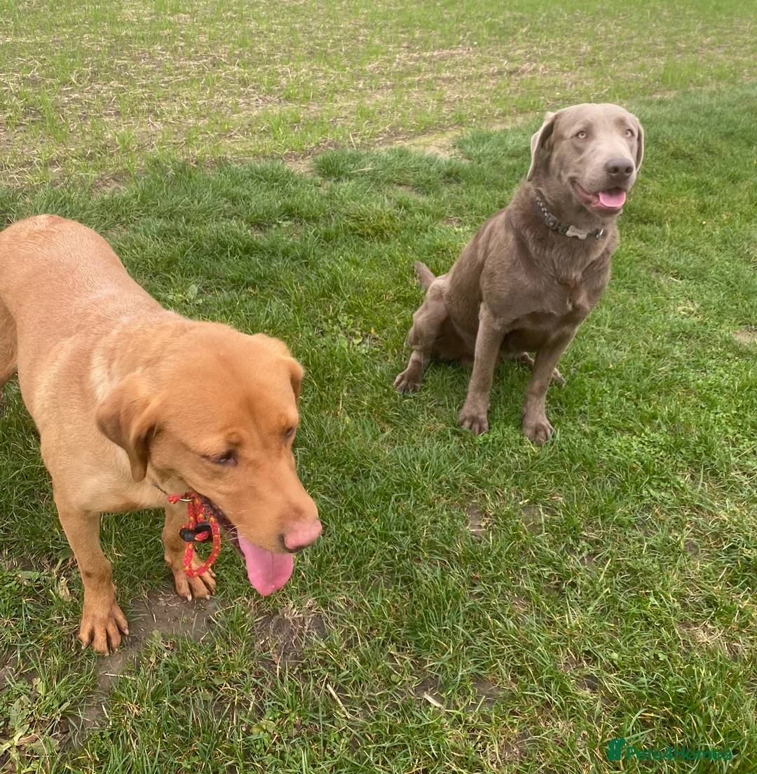 Labrador Retriever dogs for sale: Gorgeous chunky black Labrador puppies  - Advert 14
