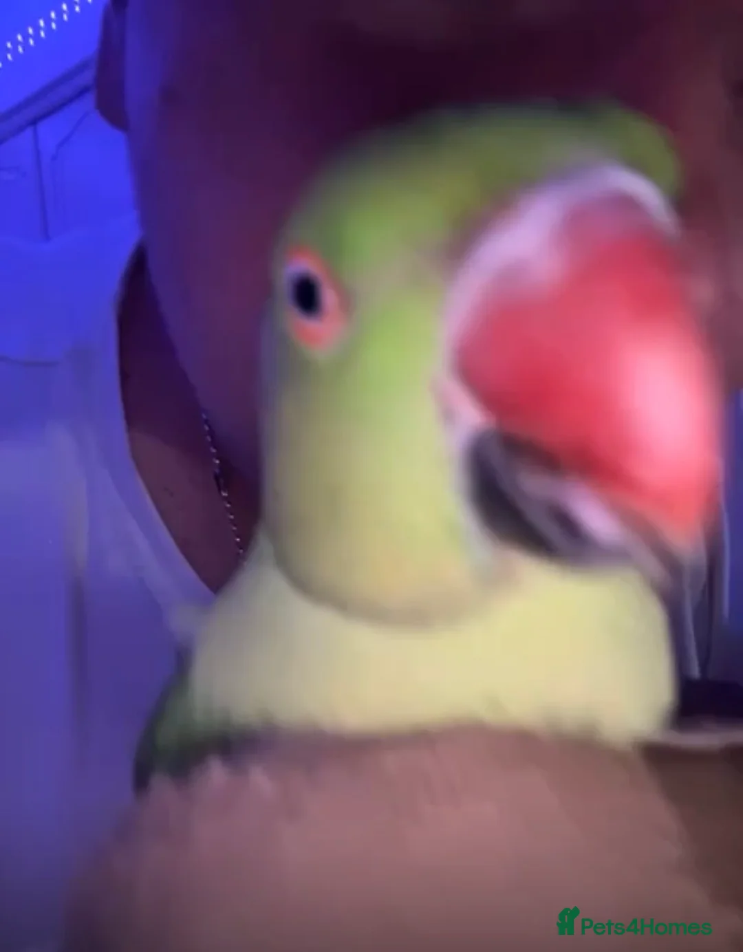 Ringnecks birds for sale: Ring neck bird £200  in Birmingham - Advert 1
