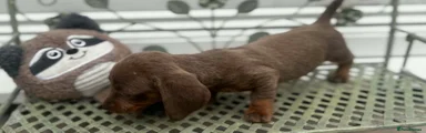 Dachshund 4