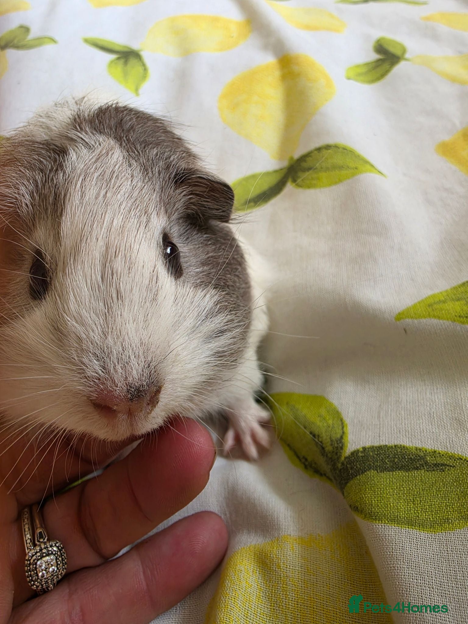Guinea Pig rodents Boys rtl  - Advert 1