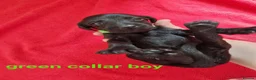 Doxiepoo dogs for sale: 6 doxiepoos - Advert 25