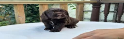 Cocker Spaniel dogs for sale: Working cocker spaniel puppies for sale - Advert 19