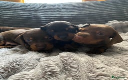 Dachshund dogs for sale: Dachshund puppy’s  - Image 13