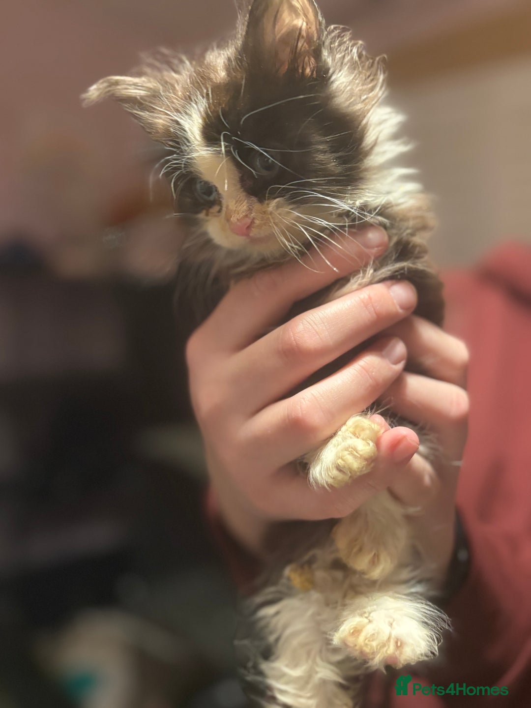 Maine Coon cats for sale: 2 beautiful Maine coon kittens  - Advert 2