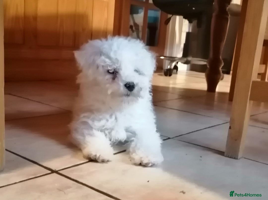 Bichon Frise dogs for sale: BICHON FRISE - Advert 8