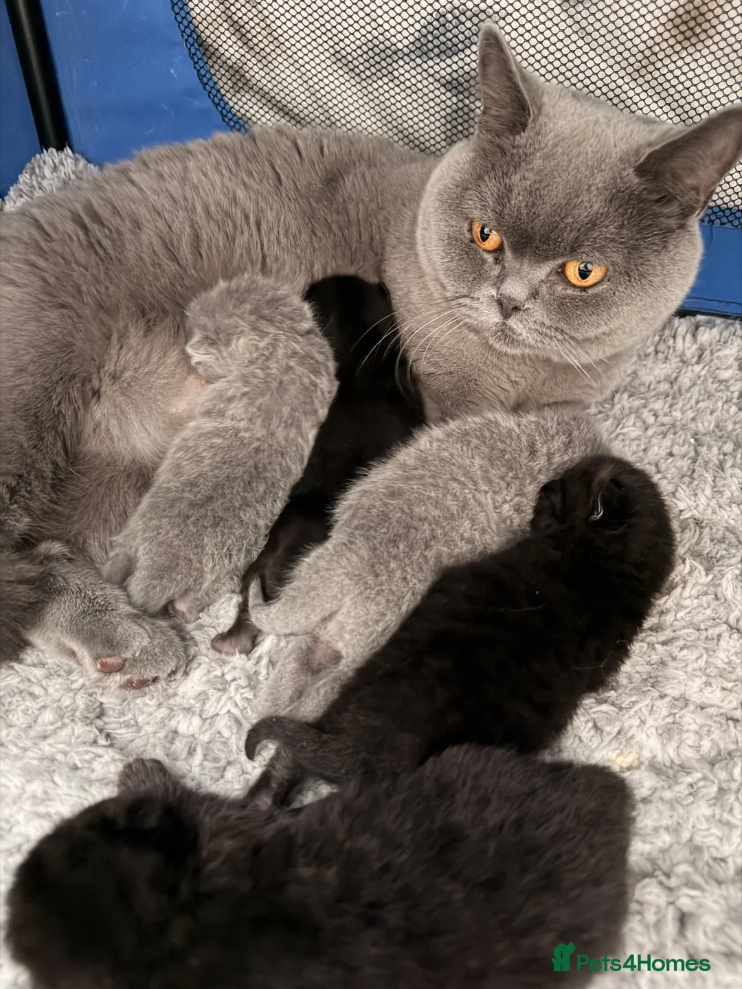 British Shorthair cats for sale: 🏆Champions line🏆BSH Kittens Tica reg  - Advert 1