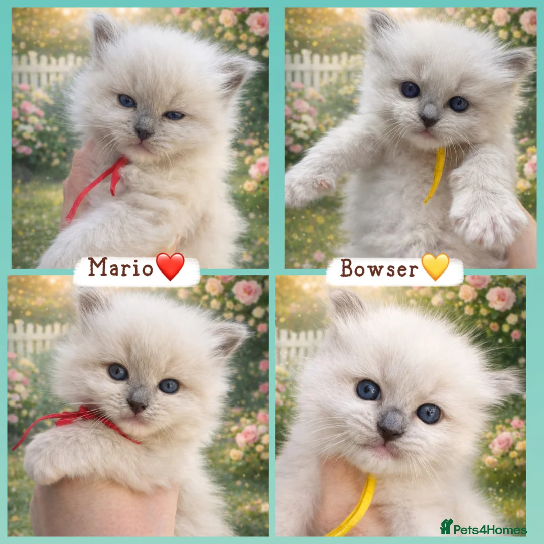 Ragdoll cats for sale: 🏆Gccf stunning ragdoll kittens (GRCH PARENTS 🥇) - Advert 1