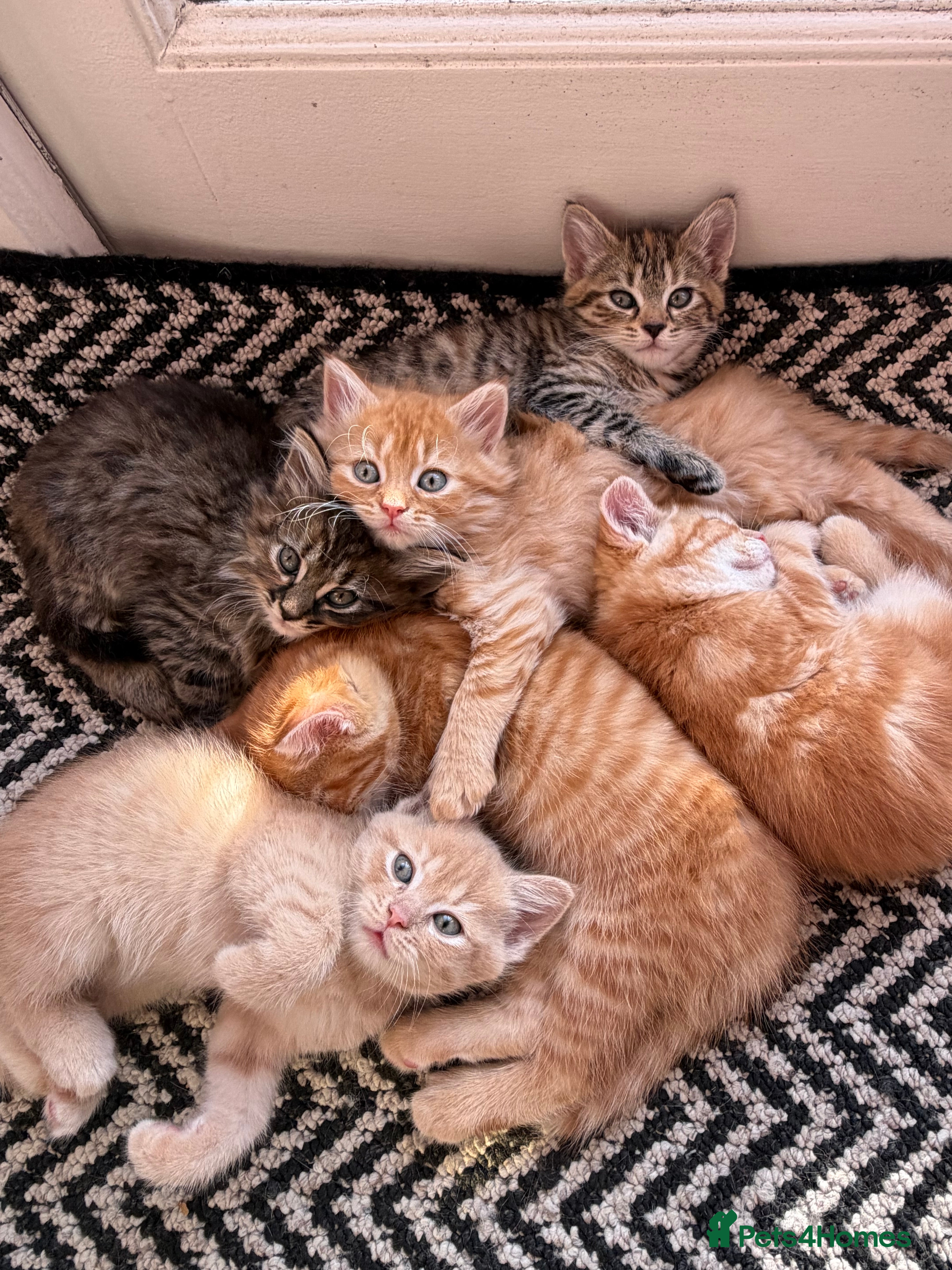 British Shorthair cats Maine coon Mix golden British short hair - Advert 1