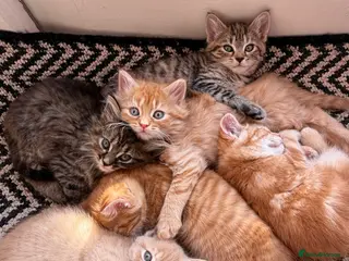 British Shorthair cats Maine coon Mix golden British short hair - Advert 3