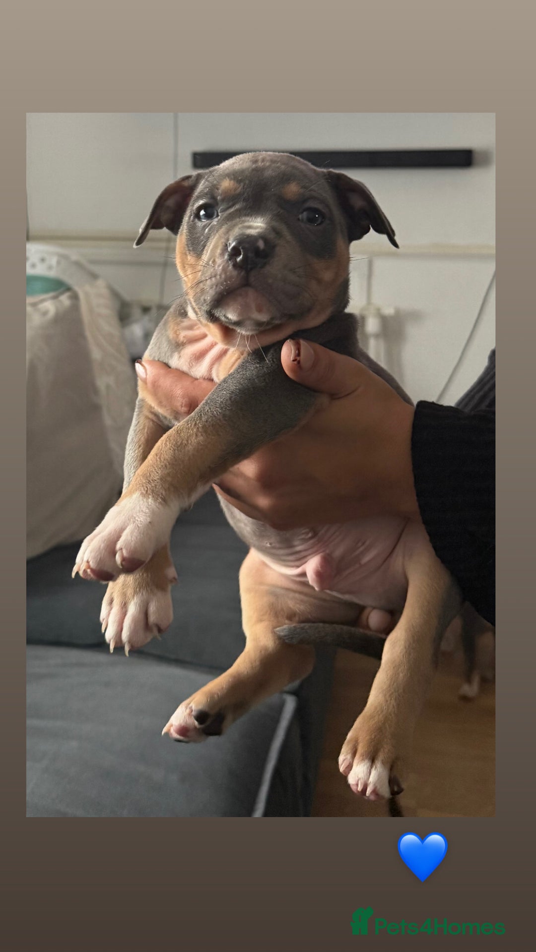 American Bully dogs for sale: 3 furbabies left ! ABKC Classic American Bullys - Advert 7