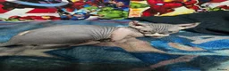 Sphynx cats for sale: Sphynx kittens  - Advert 4